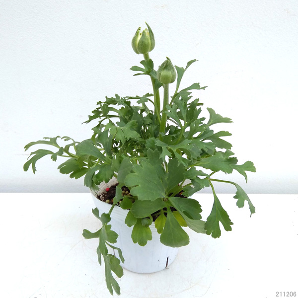 ラナンキュラス：アヤリッチ・バイカラー系3.5号ポット