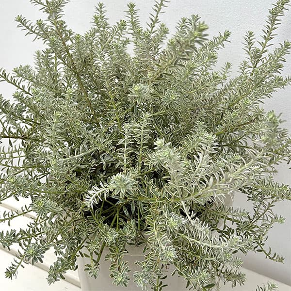 ウエストリンギア スモーキーホワイト8号鉢植え