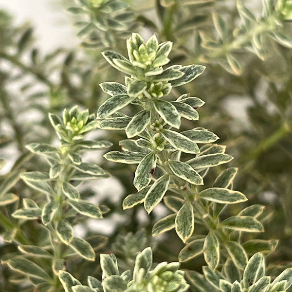 ウエストリンギア スモーキーホワイト8号鉢植え