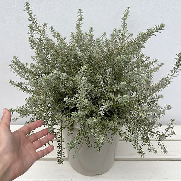 ウエストリンギア スモーキーホワイト8号鉢植え