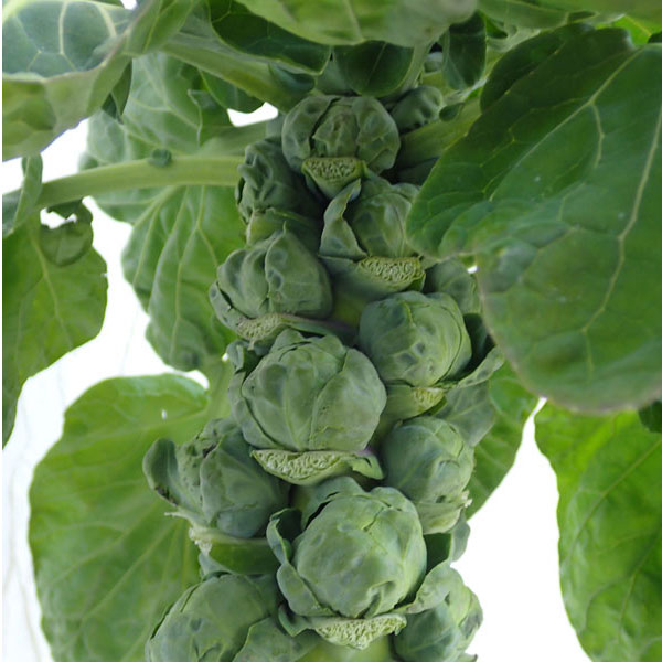 芽キャベツ（子持甘藍）[小さくても栄養たっぷり たくさん採れるメキャベツ　野菜タネ]