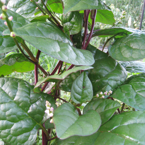 つるむらさき[赤茎種　つる性　栄養豊富な緑黄色野菜　夏の日除け・緑のカーテンに 野菜タネ]