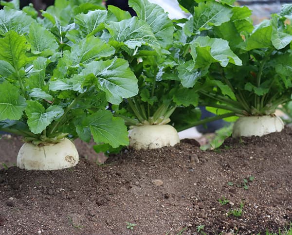 カブ：聖護院かぶ[野菜タネ]
