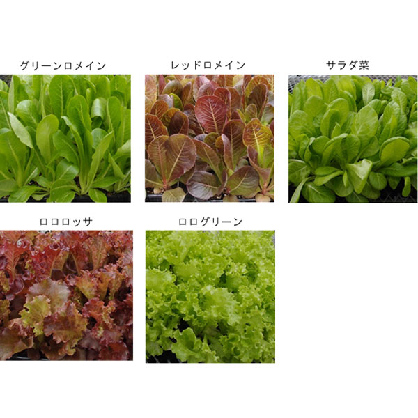 tane,レタスミックス