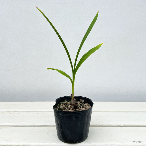 シラン(紫蘭):三蝶咲シラン3号ポット