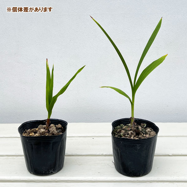 シラン(紫蘭):三蝶咲シラン3号ポット