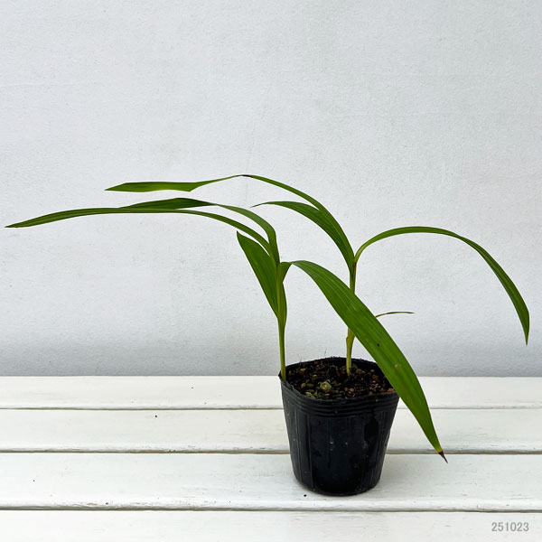 シラン（紫蘭）：黄花姫しらん3号ポット