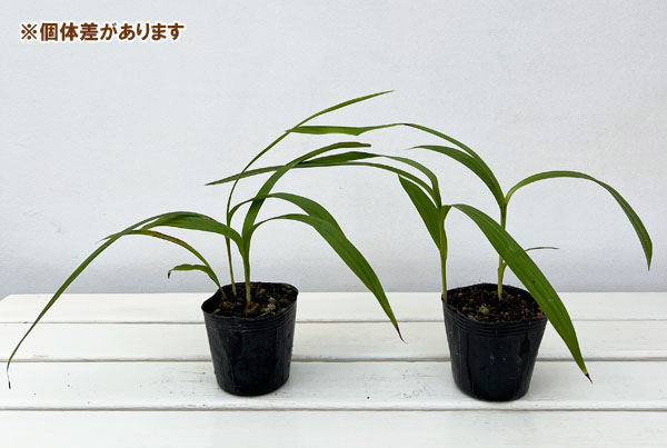 シラン（紫蘭）：黄花姫しらん3号ポット