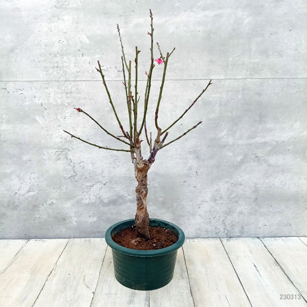 花梅:大盃(オオサカズキ)5号鉢植え