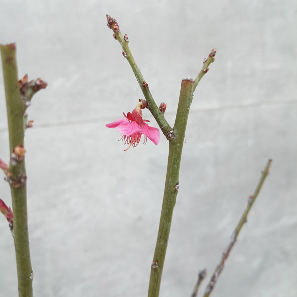 花梅:大盃(オオサカズキ)5号鉢植え