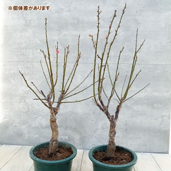 花梅:大盃(オオサカズキ)5号鉢植え