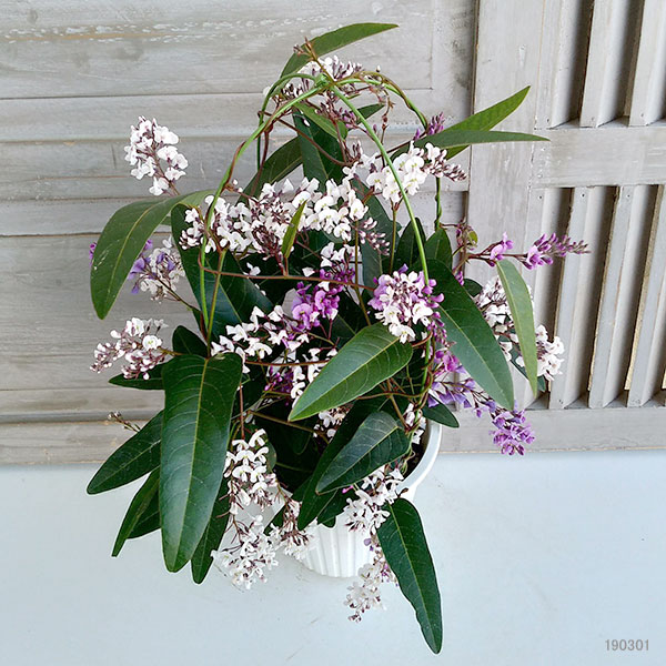 ハーデンベルギア：2色ミックス6号鉢植え