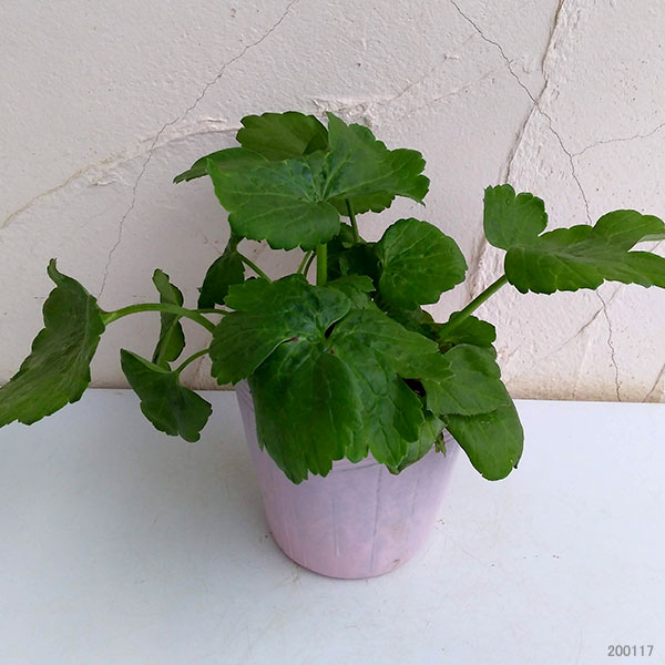 ラナンキュラス：ラックス3種セット／ピュタロス２・サティロス・ディオニュソス3.5-4号ポット