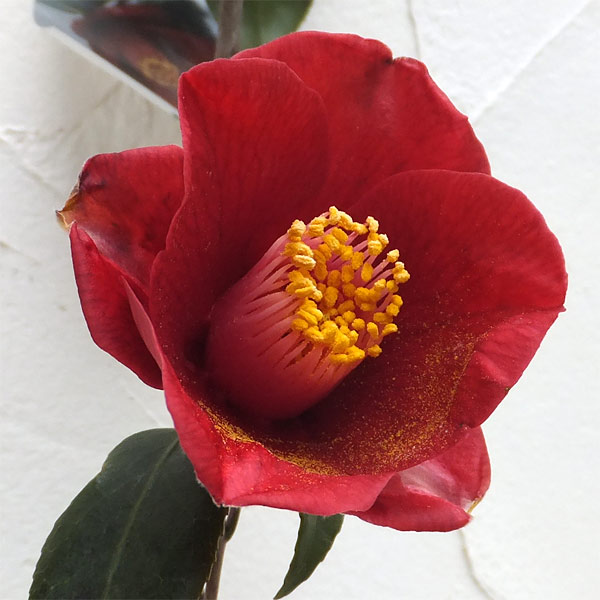 侘助椿（ツバキ）：白侘助と黒侘助4号ポット2種セット