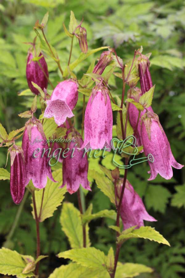 ホタルブクロ:江戸紅3号ポット