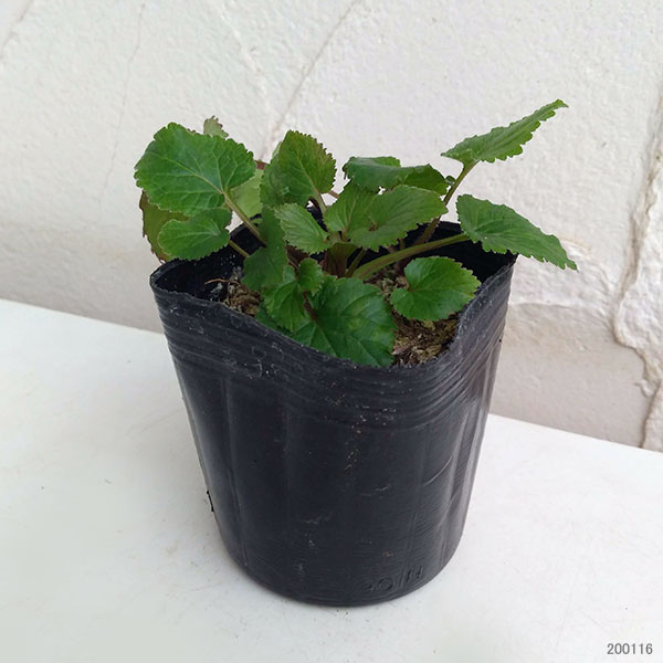 ホタルブクロ:江戸紅3号ポット