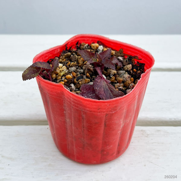 ホタルブクロ：江戸紅3号ポット