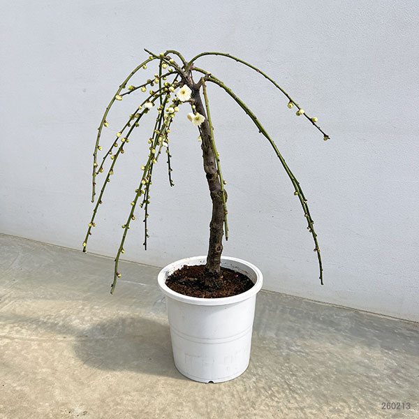 シダレウメ（枝垂れ梅・花梅）：白花6号ポット