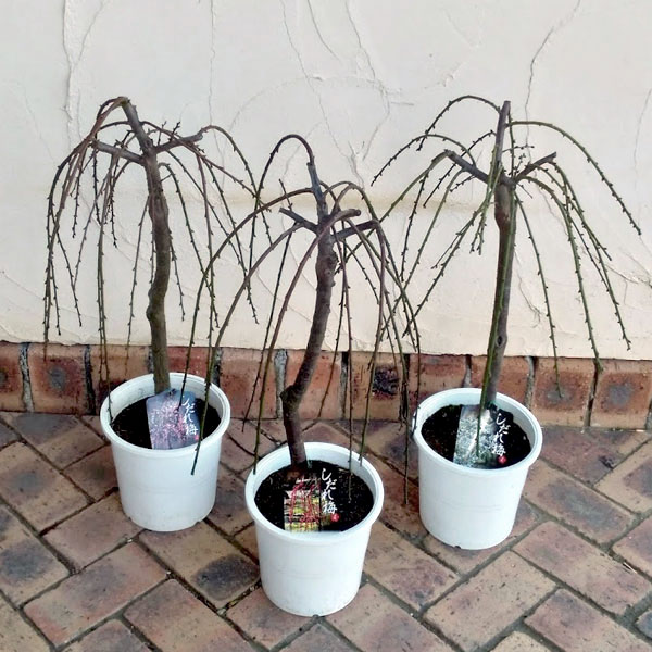 枝垂れ梅：桃花6号ポット