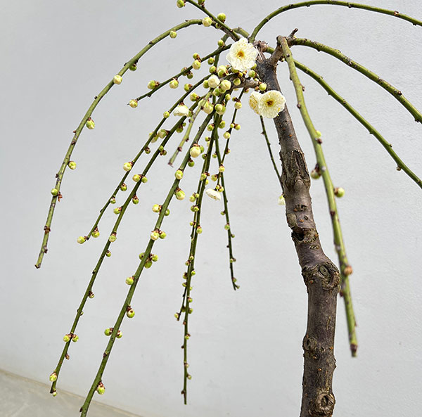 シダレウメ（枝垂れ梅・花梅）：白花6号ポット