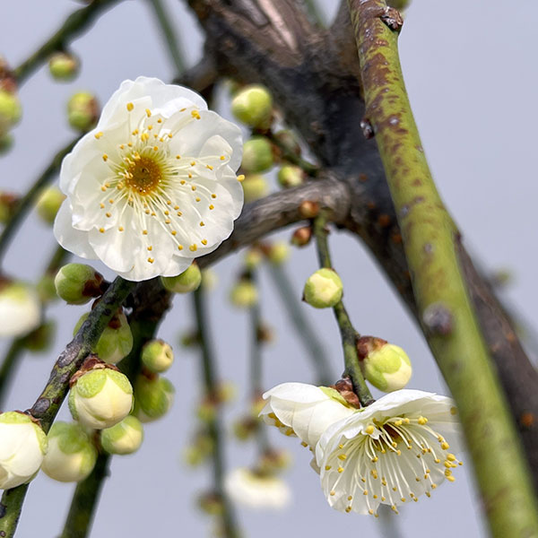 シダレウメ（枝垂れ梅・花梅）：白花6号ポット