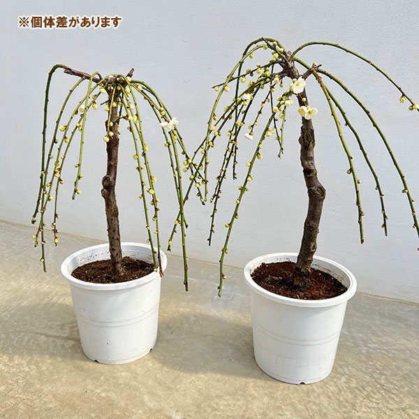 シダレウメ（枝垂れ梅・花梅）：白花6号ポット