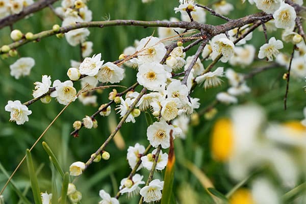 シダレウメ（枝垂れ梅・花梅）：白花6号ポット