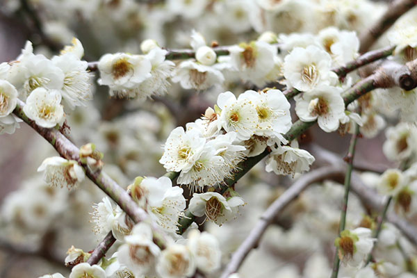 シダレウメ（枝垂れ梅・花梅）：白花6号ポット