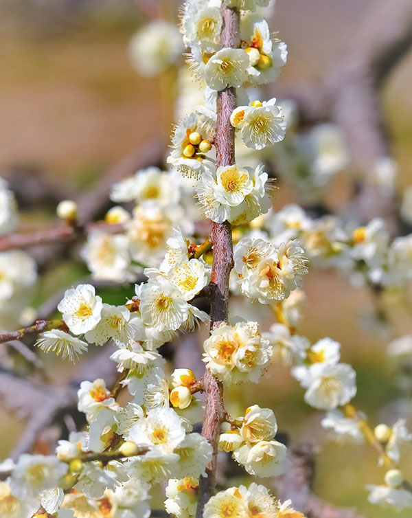 シダレウメ（枝垂れ梅・花梅）：白花6号ポット
