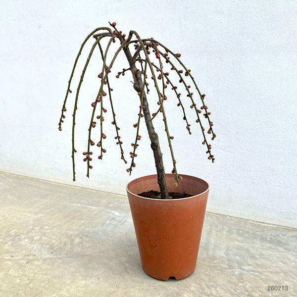 シダレウメ（枝垂れ梅・花梅）：赤花6号ポット