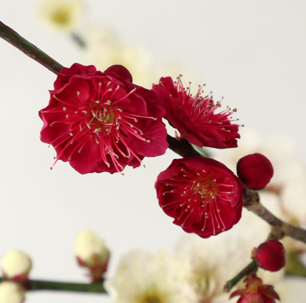 シダレウメ（枝垂れ梅・花梅）：赤花6号ポット