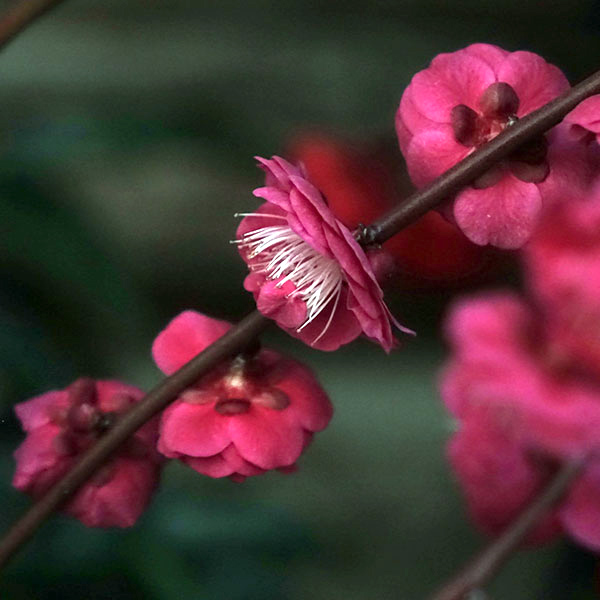 シダレウメ（枝垂れ梅・花梅）：赤花6号ポット