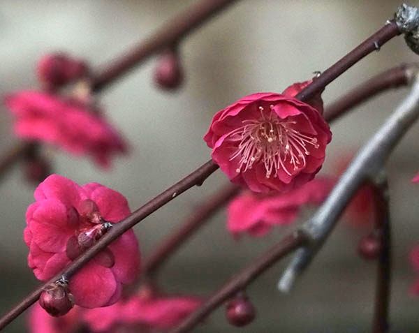 シダレウメ（枝垂れ梅・花梅）：赤花6号ポット