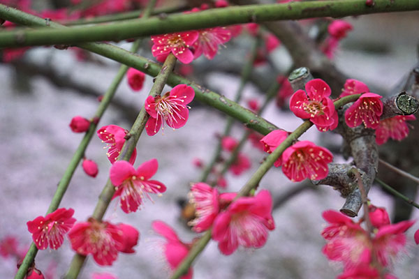 シダレウメ（枝垂れ梅・花梅）：赤花6号ポット