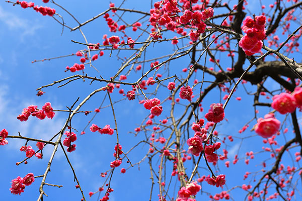 シダレウメ（枝垂れ梅・花梅）：赤花6号ポット