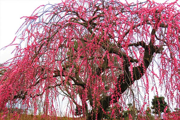 シダレウメ（枝垂れ梅・花梅）：赤花6号ポット