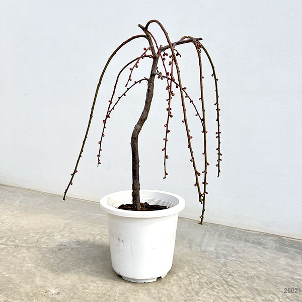 シダレウメ（枝垂れ梅・花梅）：桃花6号ポット