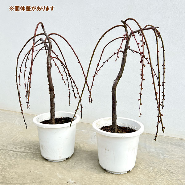 シダレウメ（枝垂れ梅・花梅）：桃花6号ポット