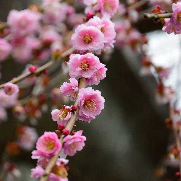 シダレウメ（枝垂れ梅・花梅）：桃花6号ポット