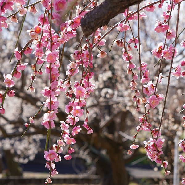 シダレウメ（枝垂れ梅・花梅）：桃花6号ポット