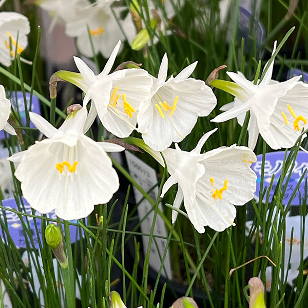 ミニ水仙：バルボコディウム モノフィラス（原種）3.5号ポット