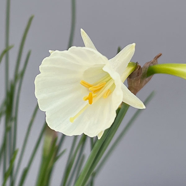 (わけあり特価)ミニ水仙:バルボコディウム モノフィラス(原種)3.5号ポット