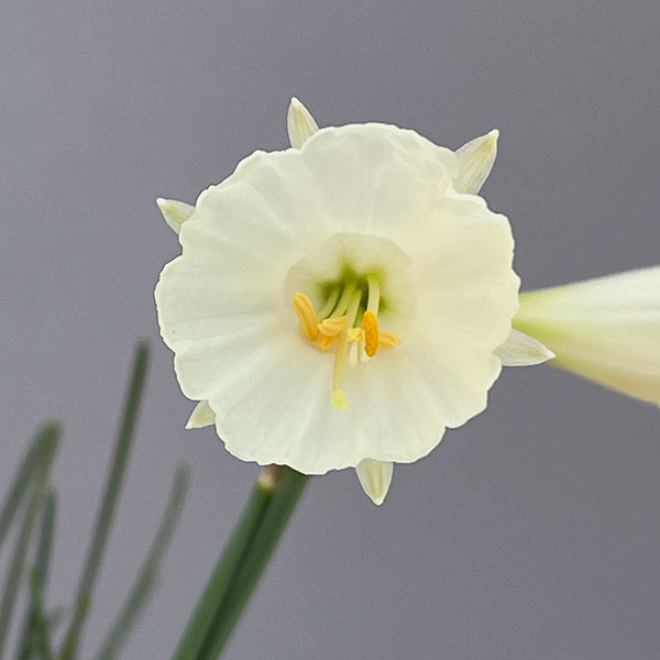 (わけあり特価)ミニ水仙:バルボコディウム モノフィラス(原種)3.5号ポット