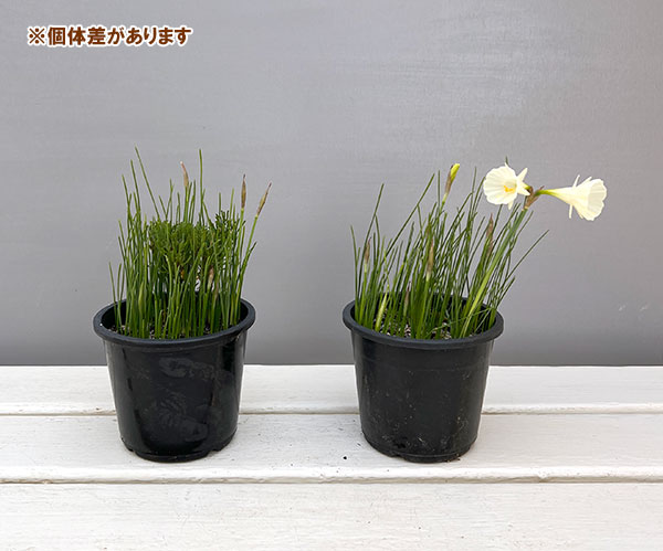 (わけあり特価)ミニ水仙:バルボコディウム モノフィラス(原種)3.5号ポット