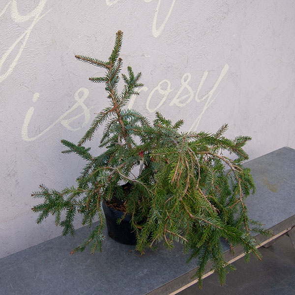 オモリカトウヒ:ペンデュラ 7号ポット