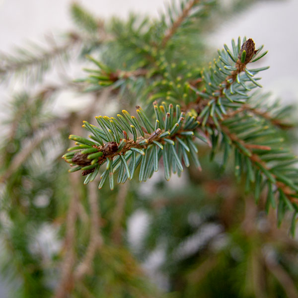 オモリカトウヒ:ペンデュラ 7号ポット