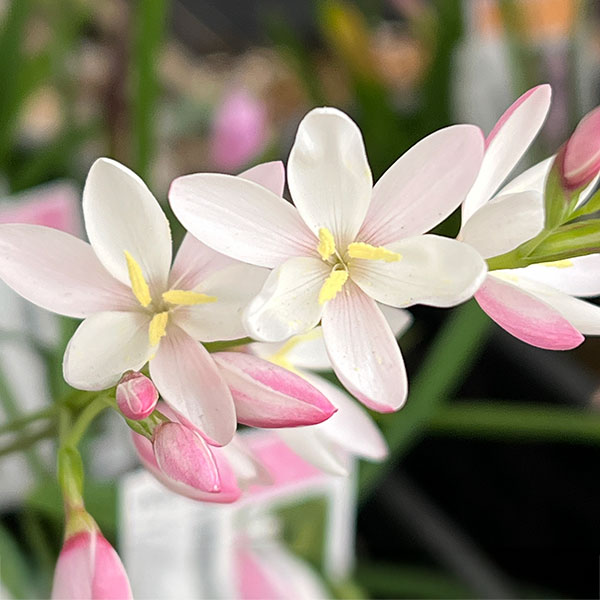 ヘスペランサ：ククラータピンク4球植え3.5号ポット