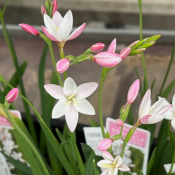 ヘスペランサ：ククラータピンク4球植え3.5号ポット