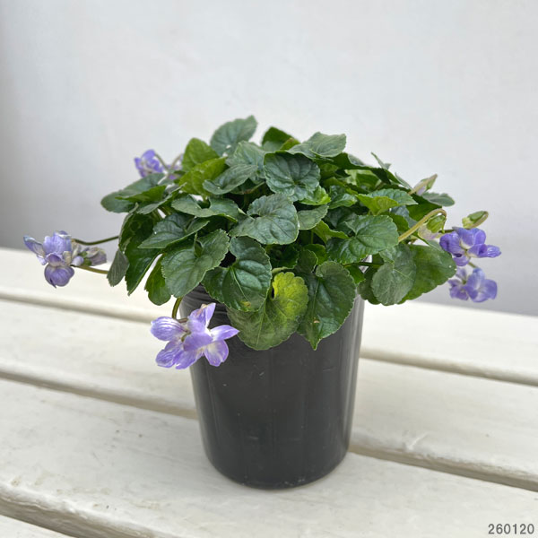 パルマスミレ：パルマハイブリッド・オーロラ3-3.5号ポット