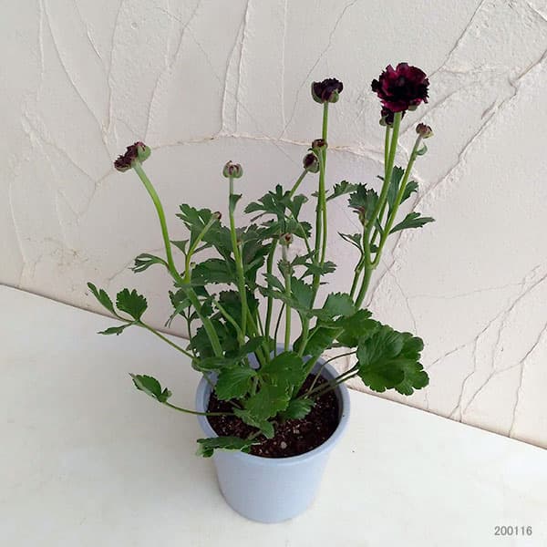 ラナンキュラス:イカロス・パープル系5号鉢植え